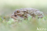 Gewone pad (Bufo bufo)