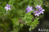 Gewone reigersbek (Erodium cicutarium)