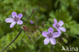 Gewone reigersbek (Erodium cicutarium)