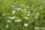 Gewone vogelmelk (Ornithogalum umbellatum)