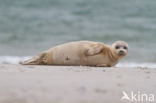 Common Seal (Phoca vitulina)