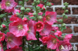 Stokroos (Alcea rosea)