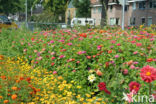 Gewone zinnia (Zinnia elegans)