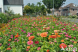 Gewone zinnia (Zinnia elegans)