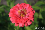 Gewone zinnia (Zinnia elegans)