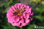 Gewone zinnia (Zinnia elegans)