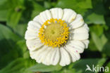 Gewone zinnia (Zinnia elegans)