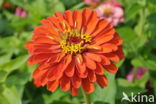 Gewone zinnia (Zinnia elegans)