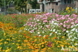 Gewone zinnia (Zinnia elegans)