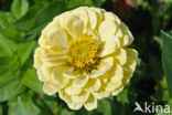 Gewone zinnia (Zinnia elegans)