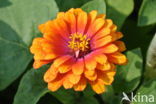 Gewone zinnia (Zinnia elegans)