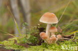 Sulphur tuft (Hypholoma fasciculare)