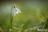 Common Snowdrop (Galanthus nivalis)