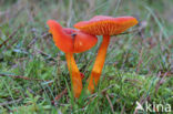 Vermilion Waxcap (Hygrocybe miniata)