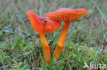 Vermilion Waxcap (Hygrocybe miniata)