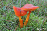 Vermilion Waxcap (Hygrocybe miniata)