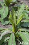 Great Lettuce (Lactuca virosa)