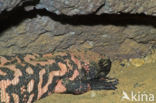 Gila monster (Heloderma suspectum)