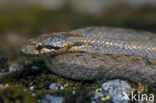 Smooth Snake (Coronella austriaca)