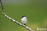 Glanskop (Parus palustris)