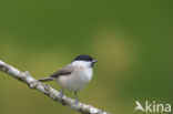 Glanskop (Parus palustris)