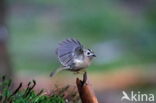 Goldcrest (Regulus regulus)