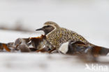 Golden Plover (Pluvialis apricaria)