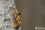 Gold Spot (Plusia festucae)