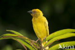 Eastern golden weaver (Ploceus subaureus)