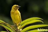 Eastern golden weaver (Ploceus subaureus)