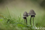 Turf Mottlegill (Panaeolus fimicola)