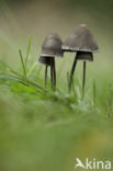 Turf Mottlegill (Panaeolus fimicola)