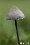 Grauwe vlekplaat (Panaeolus fimicola)