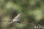 Grauwe Vliegenvanger (Muscicapa striata)