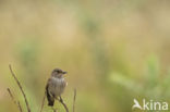 Grauwe Vliegenvanger (Muscicapa striata)