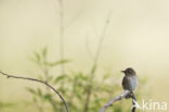 Grauwe Vliegenvanger (Muscicapa striata)