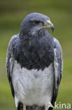 Grijze arendbuizerd (Geranoaetus melanoleucus)