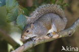 Grijze eekhoorn (Sciurus carolinensis)