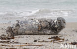 Grey Seal (Halichoerus grypus)