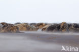 Grey Seal (Halichoerus grypus)