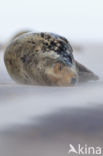 Grey Seal (Halichoerus grypus)