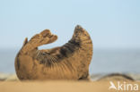 Grey Seal (Halichoerus grypus)