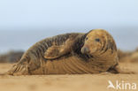 Grey Seal (Halichoerus grypus)