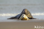 Grey Seal (Halichoerus grypus)