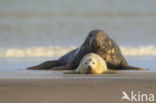 Grey Seal (Halichoerus grypus)