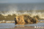 Grey Seal (Halichoerus grypus)