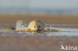 Grey Seal (Halichoerus grypus)