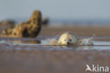 Grey Seal (Halichoerus grypus)