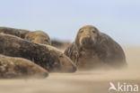 Grey Seal (Halichoerus grypus)