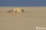 Grey Seal (Halichoerus grypus)